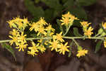 Buckley's goldenrod 